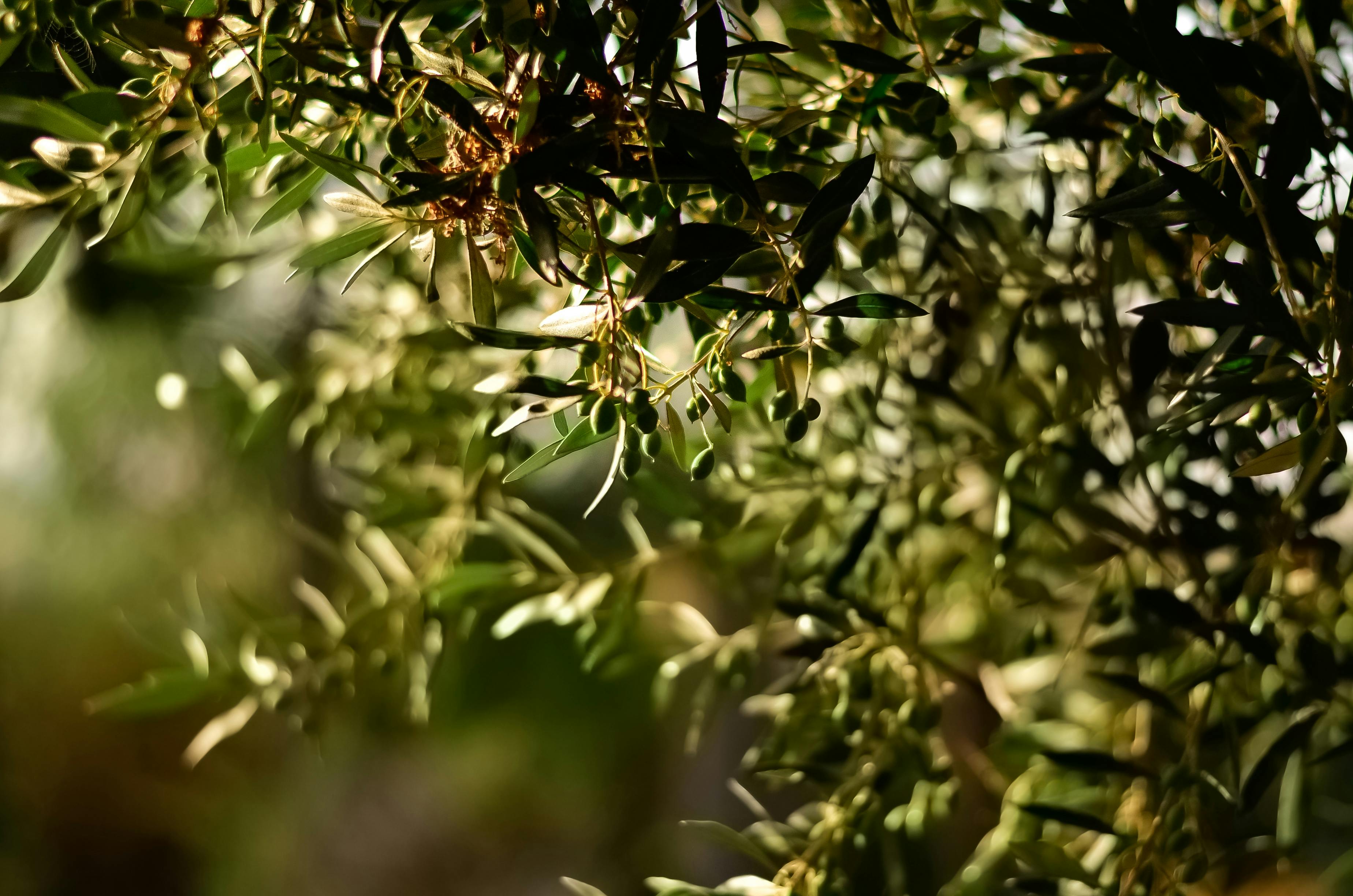Zeytin ağacı