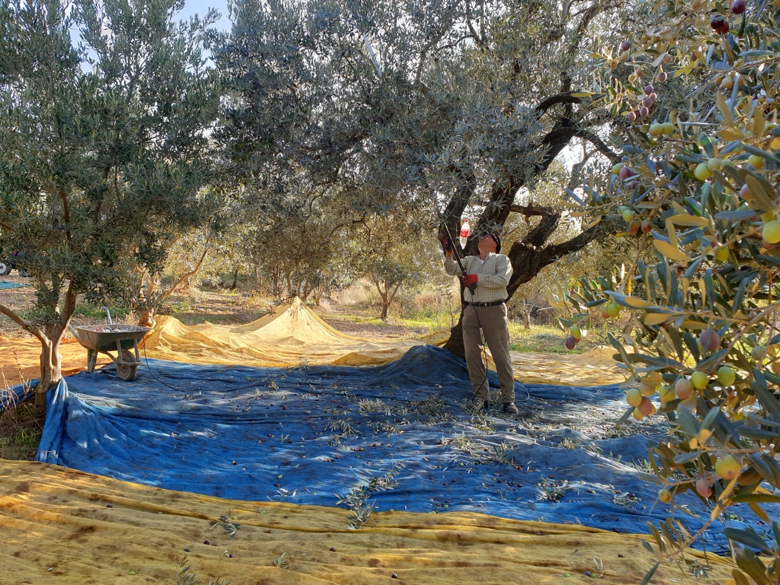 Zeytin toplama