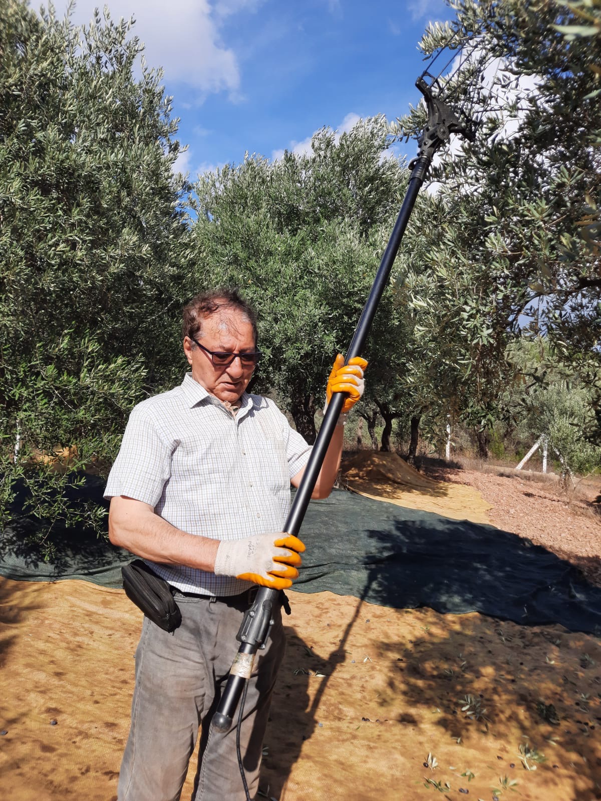 Hasat zamanı